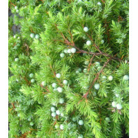 Можжевельник П��ибрежный Schlager