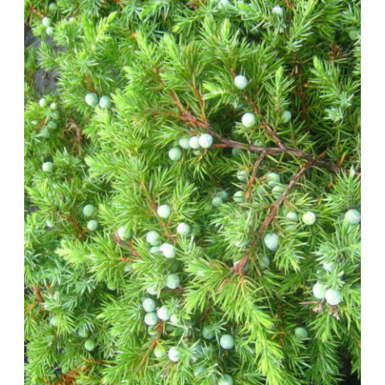 Можжевельник П��ибрежный Schlager Можжевельник П��ибрежный Schlager