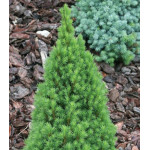 Ель Канадская Сизая Zuckerhut Ель Канадская Сизая Zuckerhut