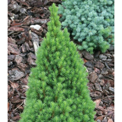 Ель Канадская Сизая Zuckerhut