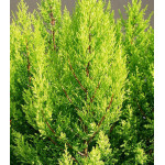 Кипарис вечнозеленый Аполлон Кипарис вечнозеленый Аполлон