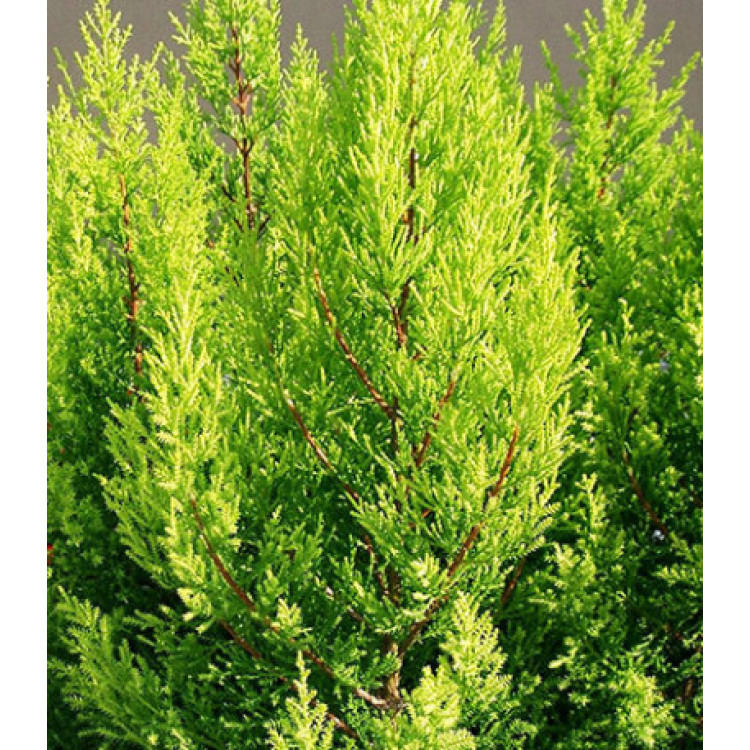 Кипарис вечнозеленый Аполлон Кипарис вечнозеленый Аполлон