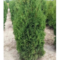 Туя Западная Malonyana