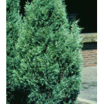 Можжевельник Виргинский Glauca Можжевельник Виргинский Glauca