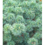 Сосна Веймутова Radiata Сосна Веймутова Radiata