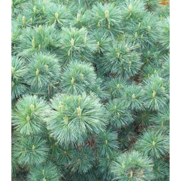 Сосна Веймутова Radiata Сосна Веймутова Radiata