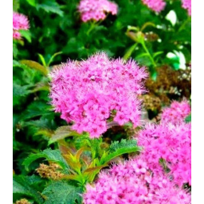 Спирея Японская