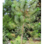 Сосна Карибская Hondurensis Сосна Карибская Hondurensis