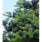 Пихта Корейская Veredlung Пихта Корейская Veredlung