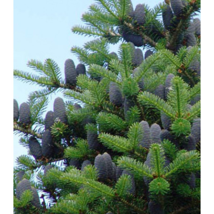 Пихта Корейская Veredlung Пихта Корейская Veredlung