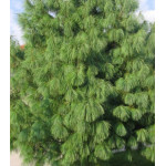 Сосна Гималайская Сосна Гималайская