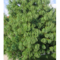 Сосна Гималайская