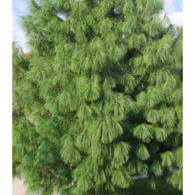 Сосна Гималайская