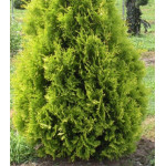 Туя Западная Yellow Ribbon Туя Западная Yellow Ribbon