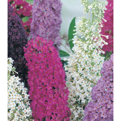 Буддлея Давиди, Смесь