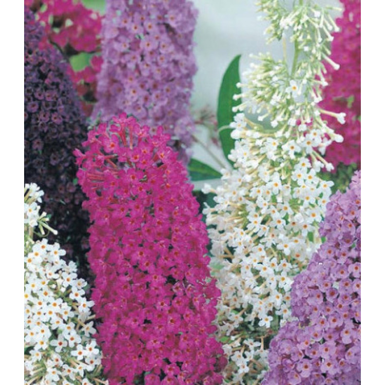 Буддлея Давиди, Смесь Буддлея Давиди, Смесь