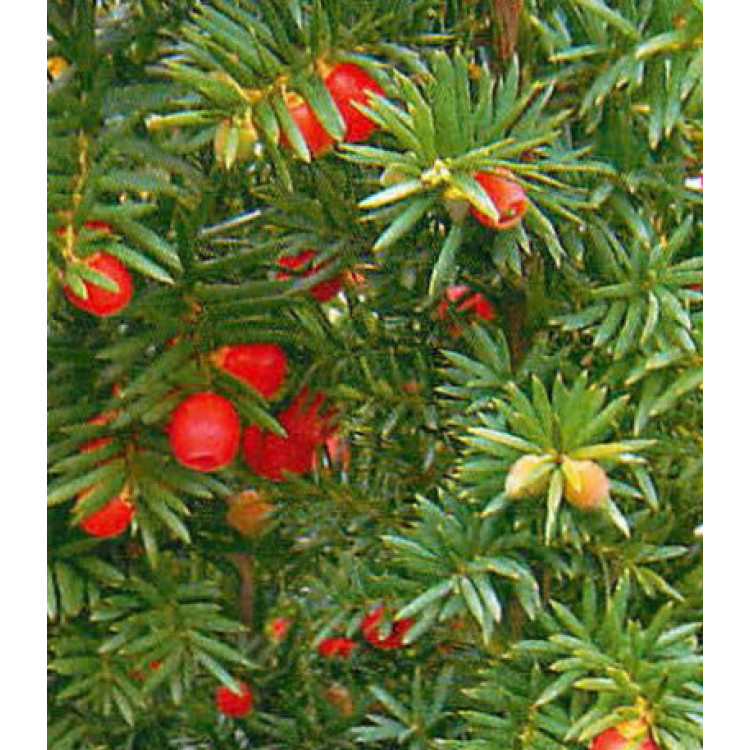 Тис Китайский Тис Китайский