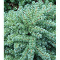 Лиственница Кэмпфера Blue Dwarf