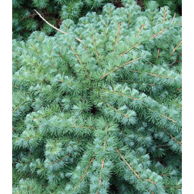 Лиственница Кэмпфера Blue Dwarf