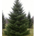 Пихта Сибирская Пихта Сибирская