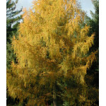 Лиственница Европейская Лиственница Европейская