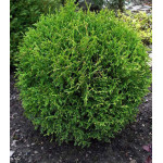Туя Западная Little Gem Туя Западная Little Gem