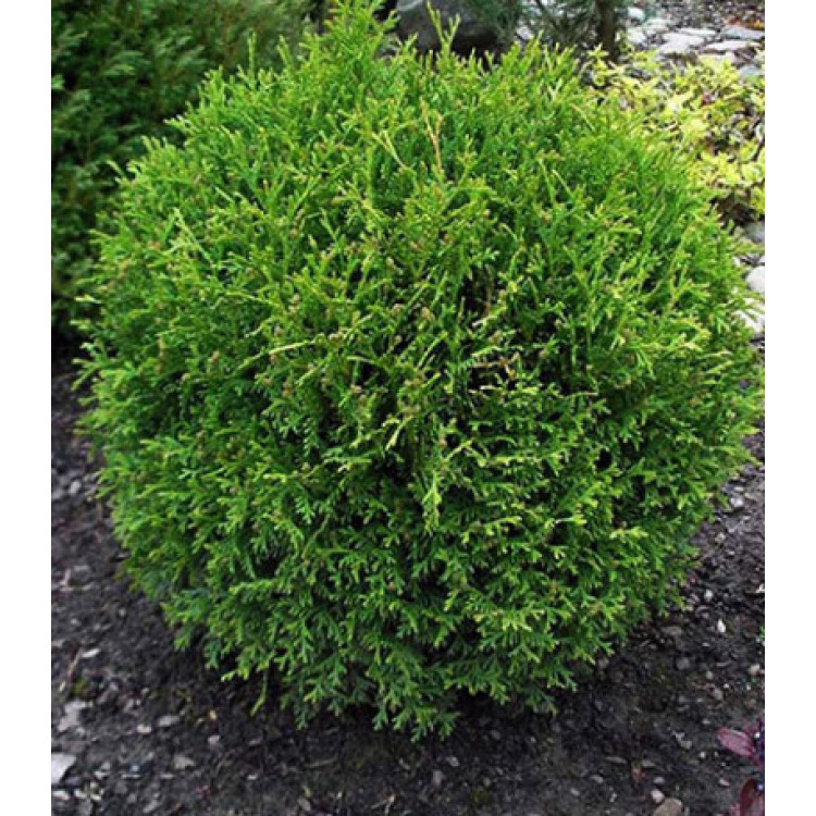 Туя Западная Little Gem Туя Западная Little Gem