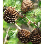 Лиственница Маргилинда Лиственница Маргилинда