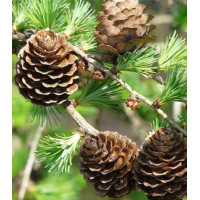 Лиственница Маргилинда