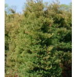 Туя Западная Ericoides Туя Западная Ericoides
