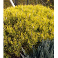 Сосна Горная Ophir