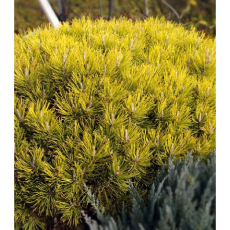 Сосна Горная Ophir