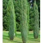 Можжевельник Обыкновенный Arnold Можжевельник Обыкновенный Arnold