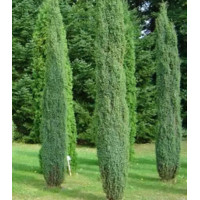 Можжевельник Обыкновенный Arnold