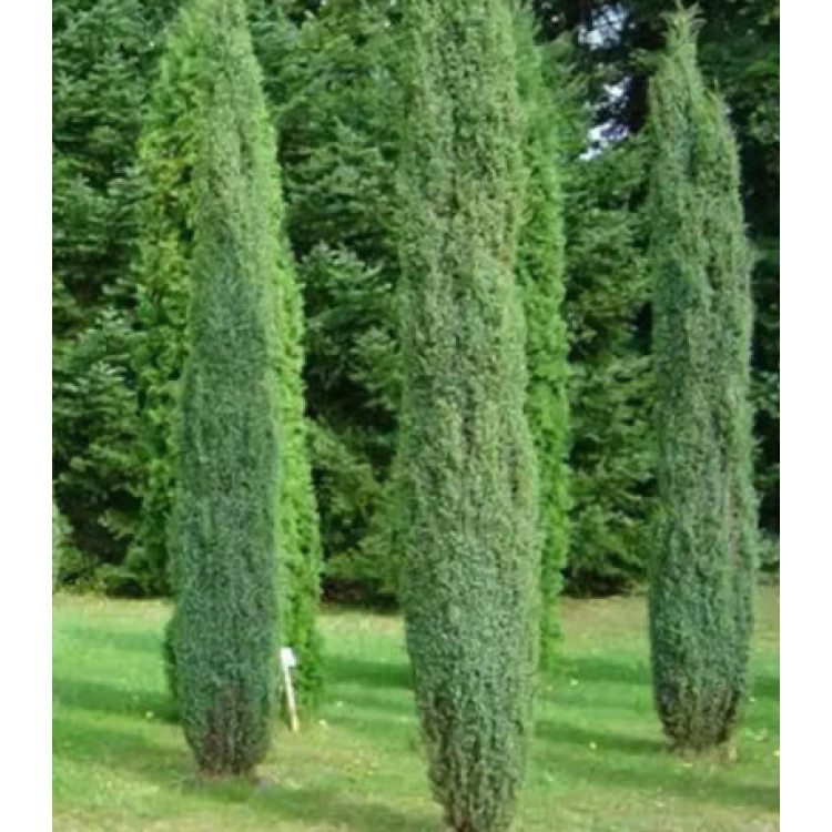 Можжевельник Обыкновенный Arnold Можжевельник Обыкновенный Arnold