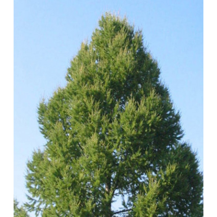 Лиственница Сибирская Лиственница Сибирская