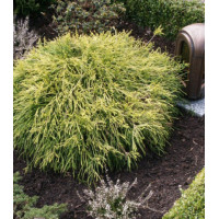 Кипарисовик Лавсона Sungold