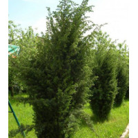 Можжевельник Обыкновенный Meyer