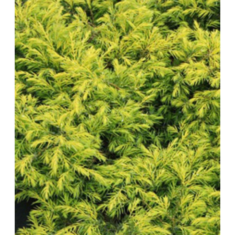 Можжевельник Обыкновенный Depressa Aurea Можжевельник Обыкновенный Depressa Aurea