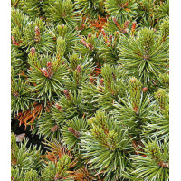 Сосна Густая