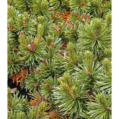 Сосна Густая