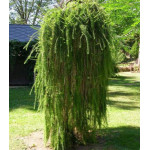 Лиственница Европейская Pendula Лиственница Европейская Pendula