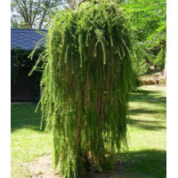 Лиственница Европейская Pendula