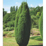 Можжевельник Обыкновенный Hibernica Можжевельник Обыкновенный Hibernica