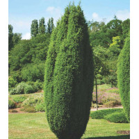 Можжевельник Обыкновенный Hibernica