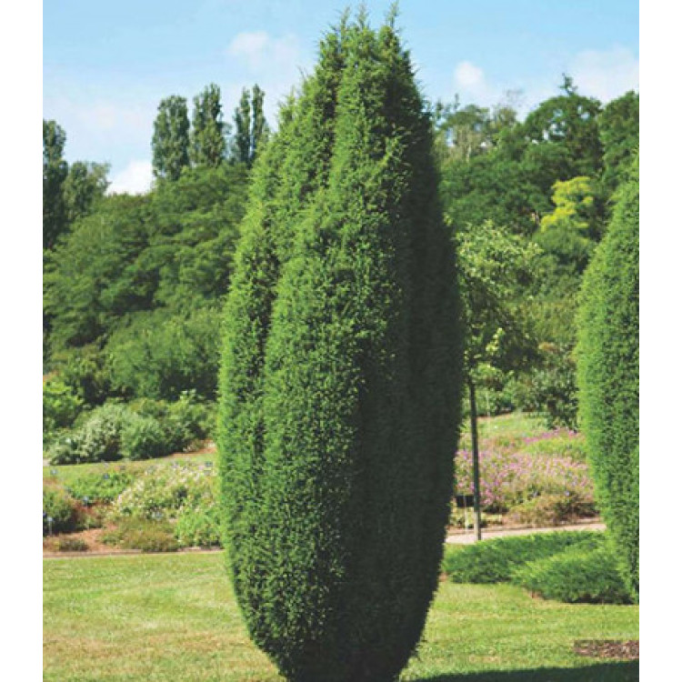 Можжевельник Обыкновенный Hibernica Можжевельник Обыкновенный Hibernica