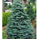 Пихта Одноцветная Compacta Пихта Одноцветная Compacta