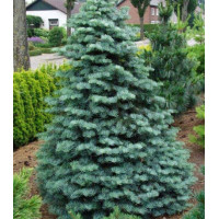 Пихта Одноцветная Compacta