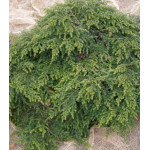 Тсуга Канадская Moll Тсуга Канадская Moll