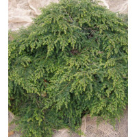 Тсуга Канадская Moll